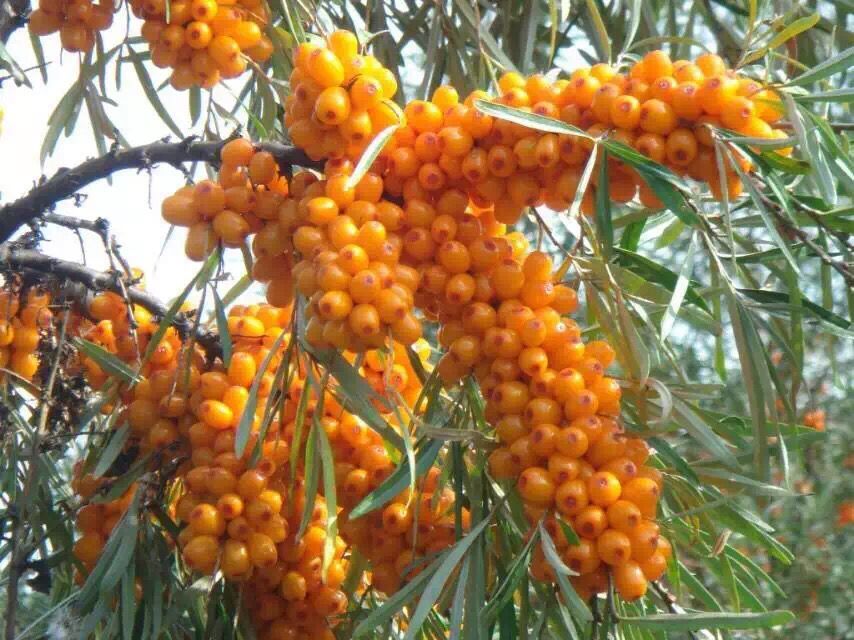 天水清水：加強野生沙棘保護開發(fā) 實現經濟生態(tài)雙贏