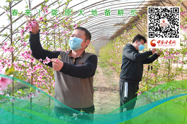 海報丨春來！隴原大地春耕忙