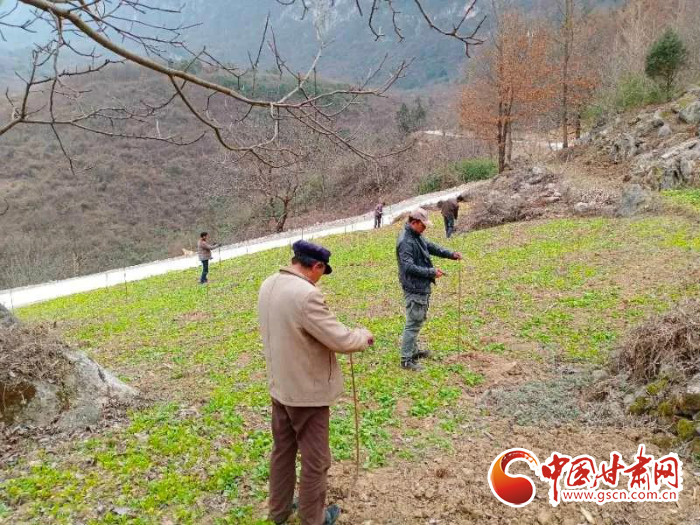 【甘肅全民戰(zhàn)“疫”】戰(zhàn)“疫”中，隴南稻坪的春天