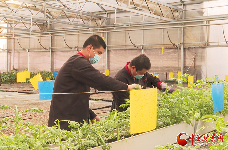 甘肅臨澤:訂單農(nóng)業(yè)穩(wěn)增收 農(nóng)戶致富信心足(圖)