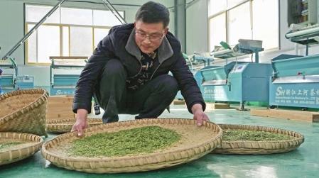 隴南文縣:春茶初上市 群眾采茶忙(圖)