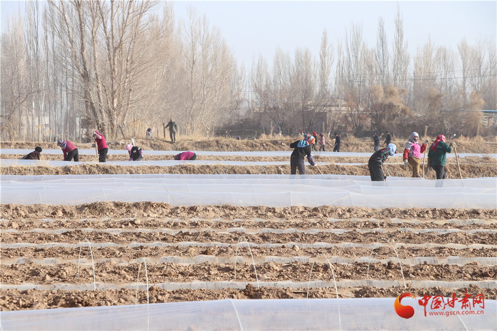 敦煌市黃渠鎮(zhèn):種植千畝小拱棚西甜瓜促增收(圖)