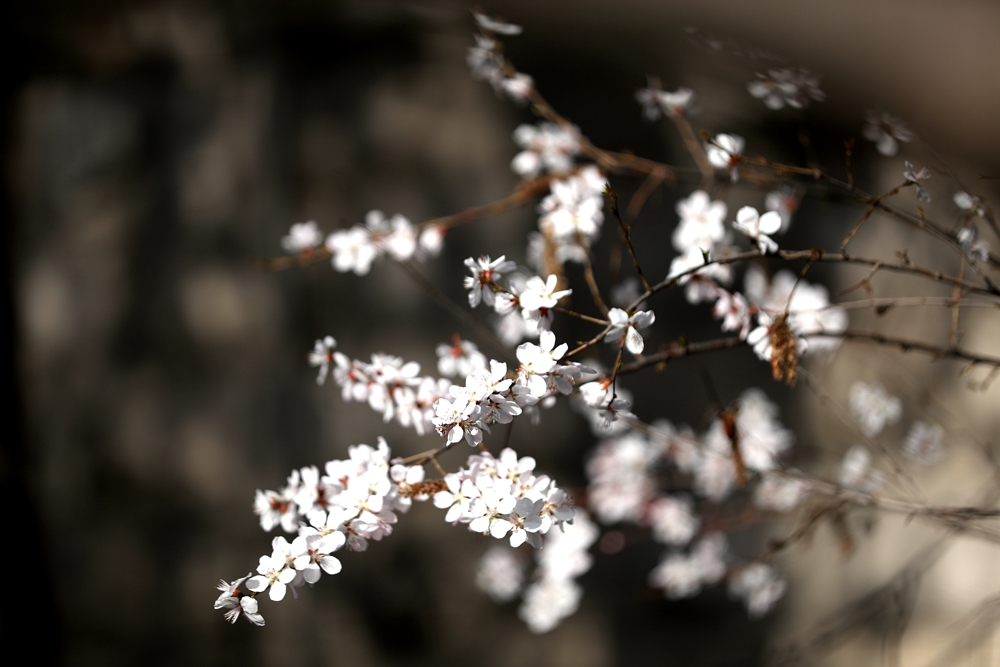 海報(bào)|花開(kāi)隴原，甘肅這些景區(qū)正在復(fù)蘇！