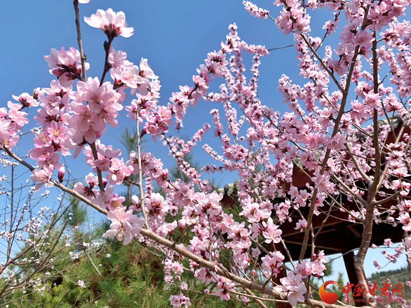 蘭州安寧:北山桃花美景醉游人(圖)