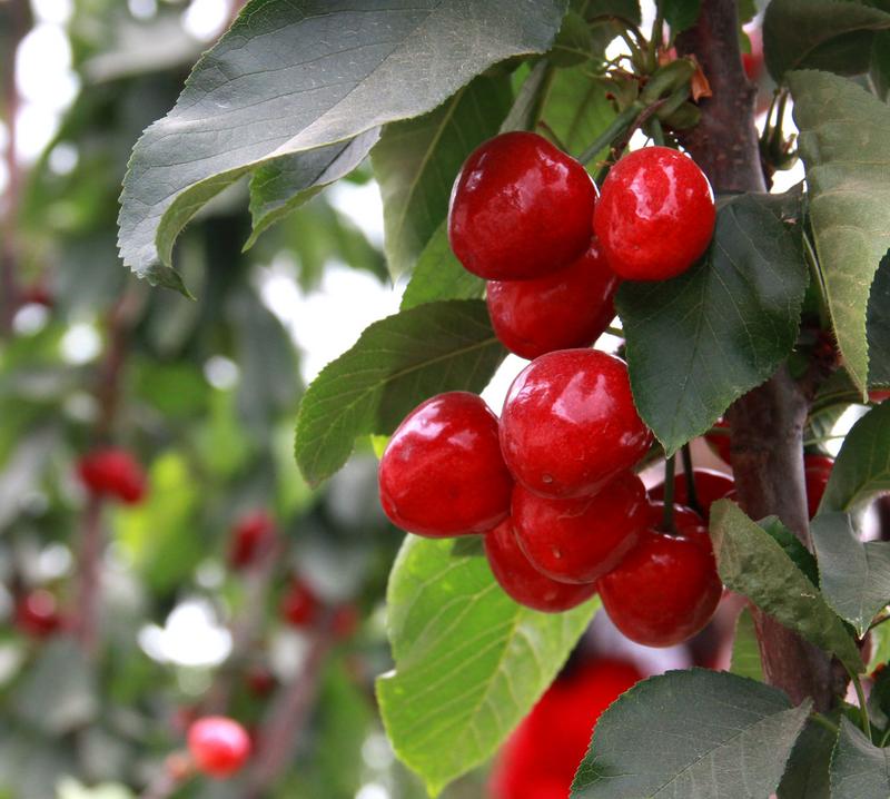 趕緊約起來！民勤紅旗谷櫻桃采摘園開園啦！