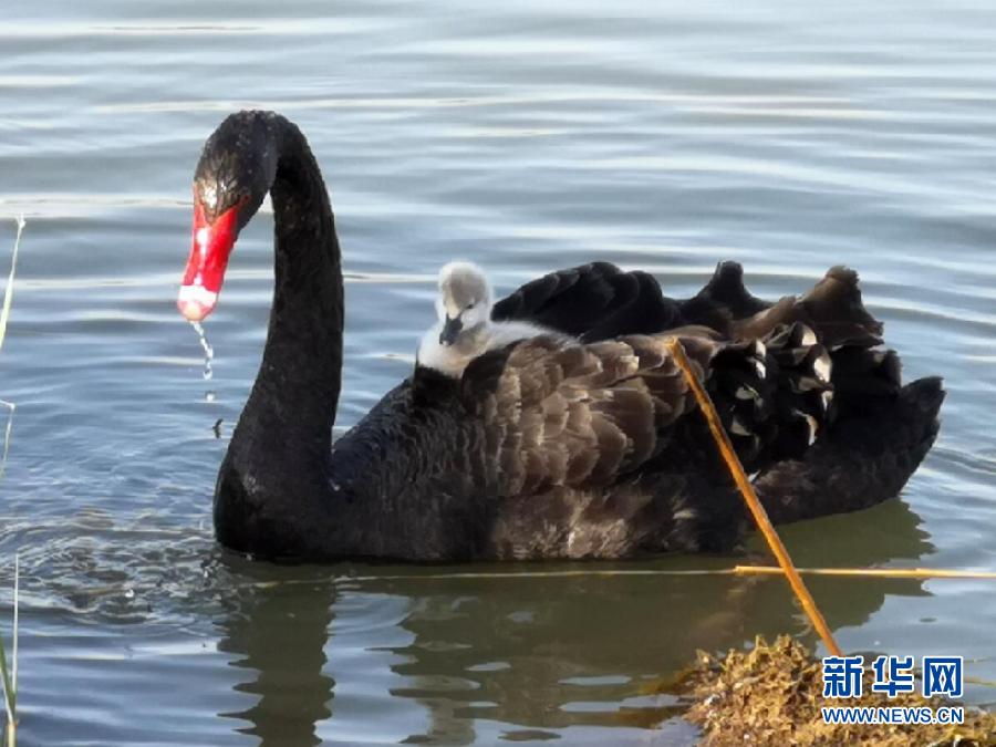 萌化了！黑天鵝寶寶出窩“游湖”