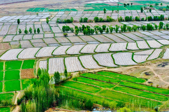 【小隴畫報(bào)·88期】甘肅山丹:騰退復(fù)墾 沃野縱橫煥生機(jī)