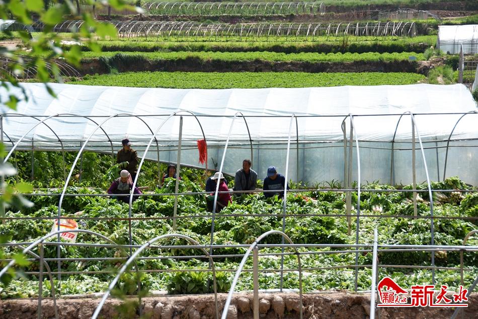 【脫貧攻堅(jiān)】武山:萬畝蔬菜大棚拓寬脫貧路