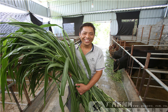 河池70.22萬人口脫貧的背后：脫貧路上疾步行 脫貧攻堅(jiān)有“妙方”