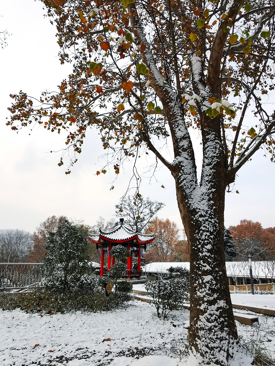 高清大圖|天水弘文園初雪，你喜歡嗎？