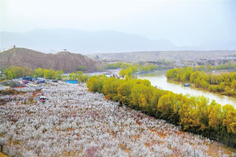 甘肅旅游丨唐汪杏花開(kāi) 楚楚等君來(lái) 在這里賞花看丹霞，美哉！