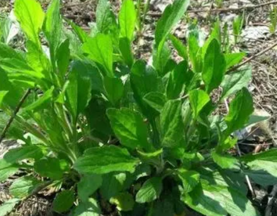 注意！路邊的野菜可不能亂采