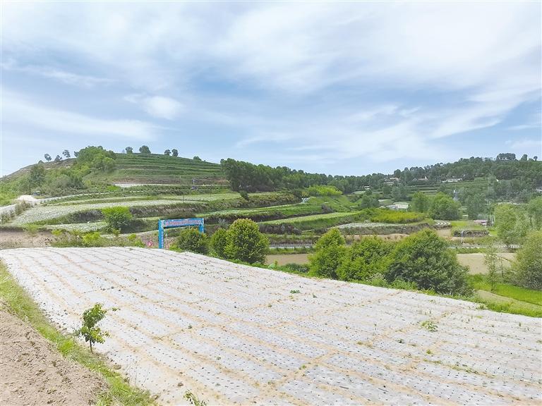 臨夏州鄉(xiāng)村振興示范村上王家村——充滿(mǎn)希望的田野
