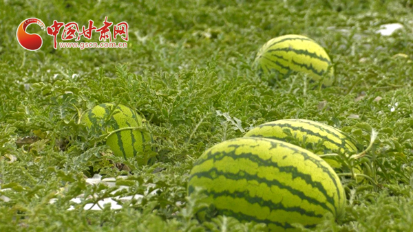 【小康圓夢(mèng)·看甘肅】靖遠(yuǎn):石頭縫里種出“甜日子”