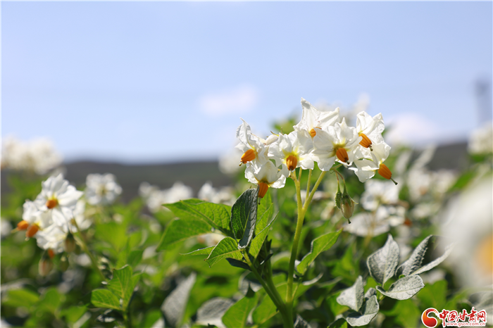【小康圓夢(mèng)·看甘肅】回望榆中縣水家坡 鄉(xiāng)村振興藍(lán)圖已繪就(視頻)