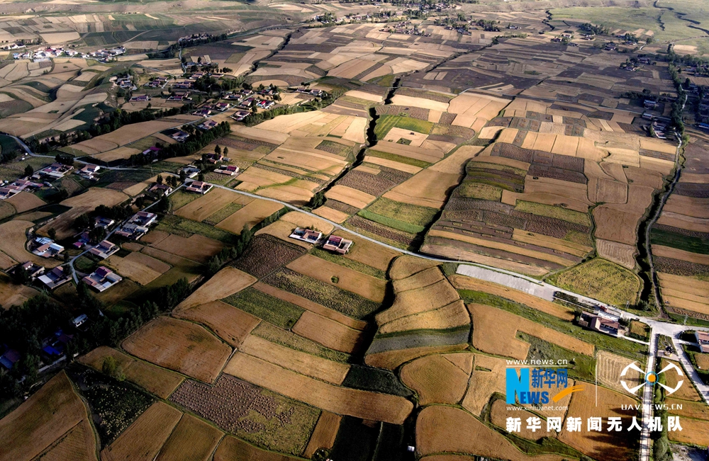 【“飛閱”中國(guó)】甘肅張掖:金色麥田豐收忙