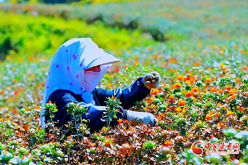 【小康圓夢(mèng)·看甘肅】宕昌木耳鄉(xiāng):致富花開增色 產(chǎn)業(yè)振興添景