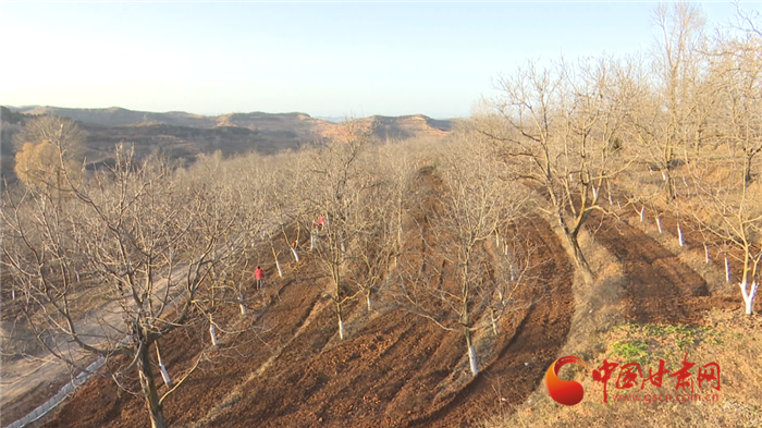 【小康圓夢·看甘肅】平涼華亭：立足全產業(yè)鏈打造規(guī)?；颂耶a業(yè)