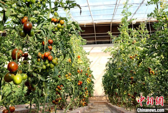12月14日，甘肅省武威市民勤縣紅旗谷現(xiàn)代農(nóng)業(yè)產(chǎn)業(yè)園，溫棚內(nèi)“水果西紅柿”長(zhǎng)勢(shì)良好。　馬愛(ài)彬 攝