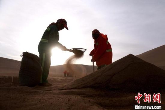 圖為“駱駝保姆”用土方法清理駝糞。　張曉亮 攝