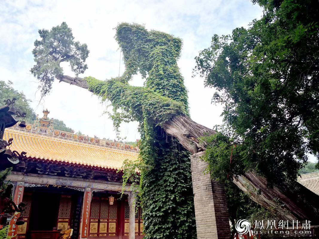 “山頭南郭寺，水號北流泉。老樹空庭得，清渠一邑傳?！倍鸥υ娭械摹袄蠘洹?，指的就是這株春秋古柏，為南郭寺的“鎮(zhèn)寺之寶”。胡江 攝