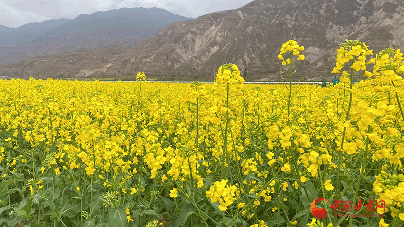 隴南武都:萬(wàn)畝油菜花競(jìng)相開放