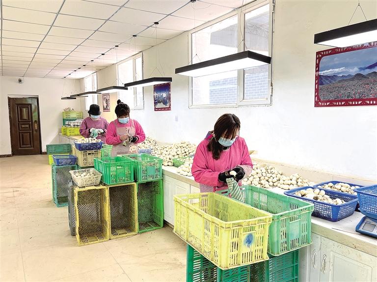 百合開(kāi)出致富花——臨夏州永靖縣陳井鎮(zhèn)千合種植農(nóng)民專業(yè)合作社見(jiàn)聞