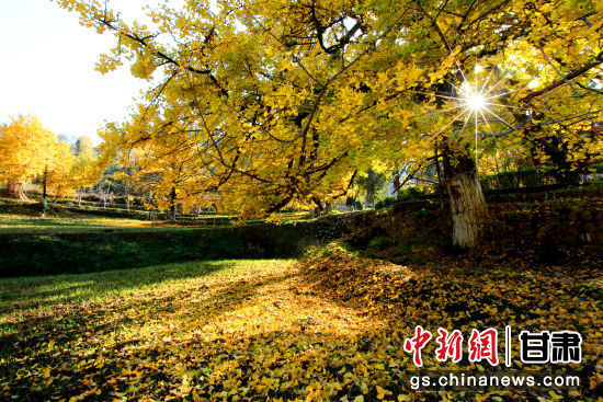 隴南徽縣銀杏樹最美的時候，當屬每年的10月至11月。圖為樹葉已染黃的銀杏樹。張承榮 攝