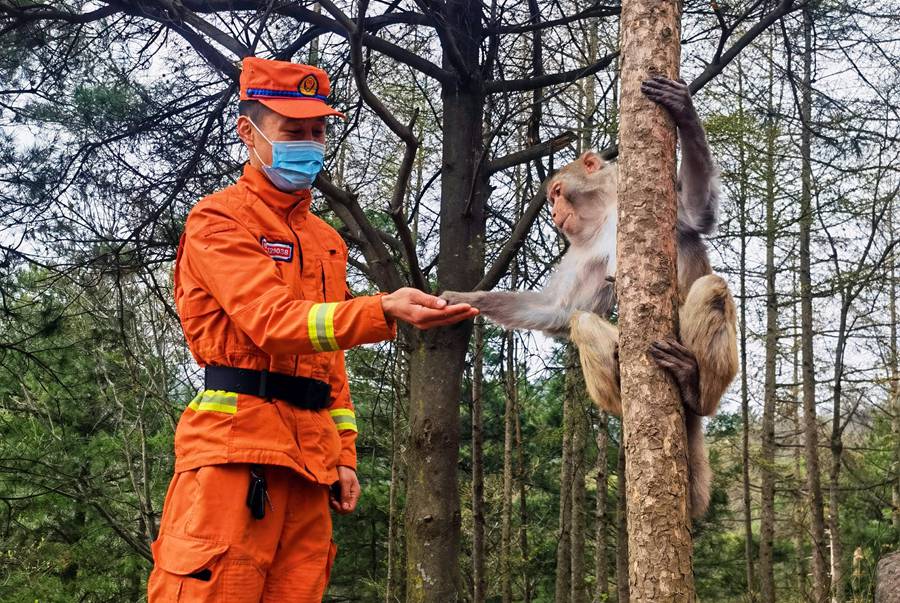 【甘快看】嗨！你好！甘肅隴南森林消防員巡護途中偶遇野生獼猴群