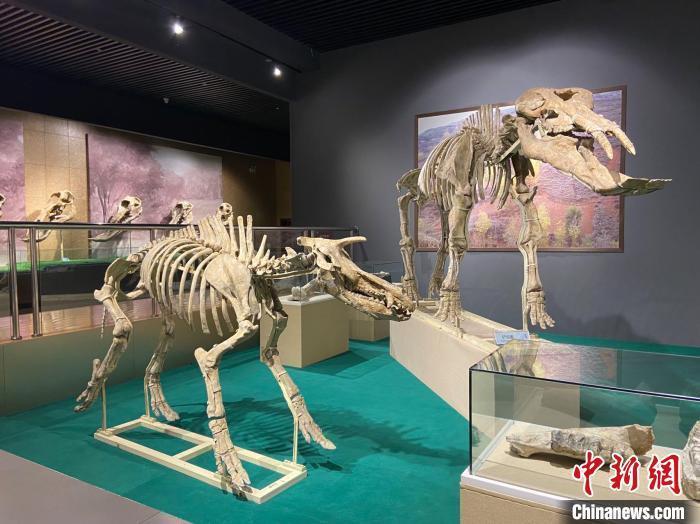 圖為5月底，和政縣古動物化石博物館內修復后的古生物化石?！「哒?攝
