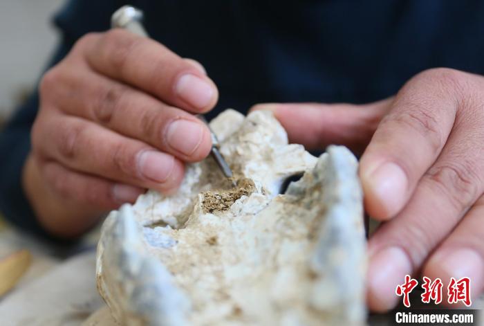 2022年6月，在和政古動(dòng)物化石博物館內(nèi)，古生物化石修復(fù)師對(duì)化石進(jìn)行修復(fù)。(資料圖) 高展 攝