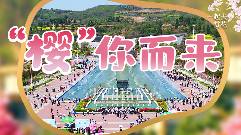 海報|春色爛漫，一組海報“云賞”櫻花盛開