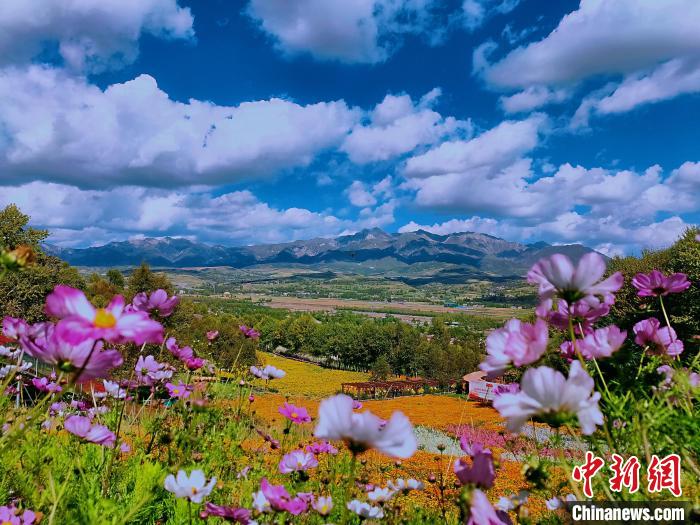 圖為盛夏時(shí)節(jié)的油嘴灣“花?！??！∈茉L者供圖