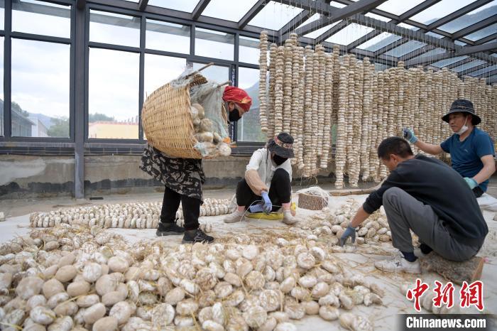 5月10日，甘肅省甘南藏族自治州迭部縣一青稞酒廠，工作人員用青稞面和青稞草等制成的曲坯用繩子串起來，方便掛起來曬干。九美旦增　攝
