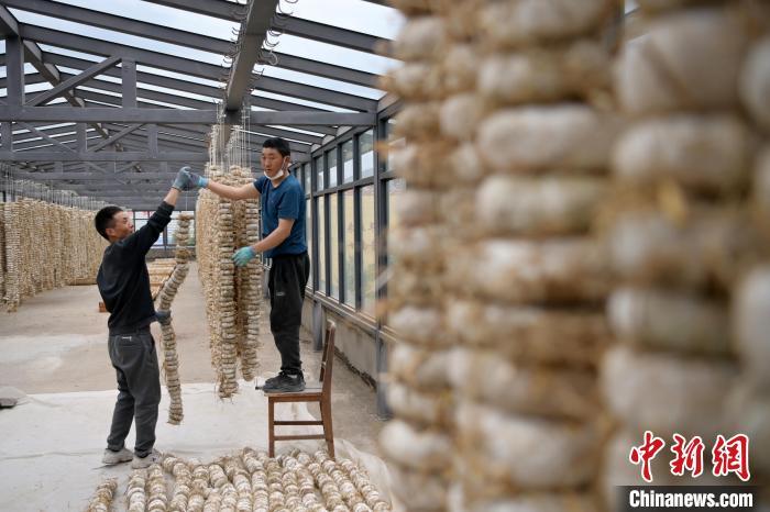 圖為5月10日，工作人員將用青稞面和青稞草等制成的曲坯用繩子串起來晾曬。九美旦增　攝