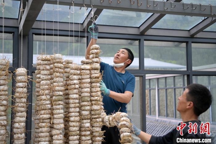 圖為5月10日，工作人員將用青稞面和青稞草等制成的曲坯用繩子串起來晾曬。九美旦增　攝