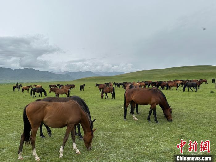 7月中旬，在山丹馬場(chǎng)草原上吃草的“山丹馬”?！〈魑牟?攝