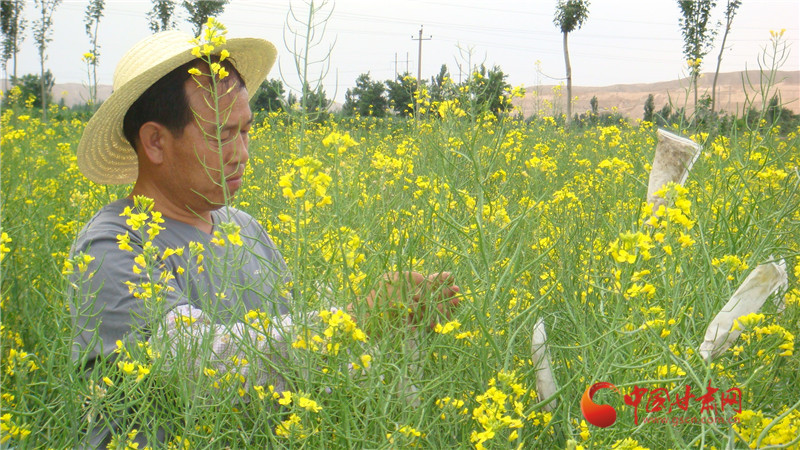 “農(nóng)民”教授孫萬(wàn)倉(cāng)：油菜北上 一路花開(kāi)