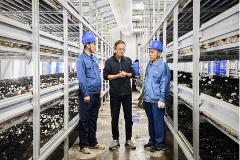 國網(wǎng)慶陽供電公司：電力“把脈”護生產(chǎn) 菌菇飄香助振興