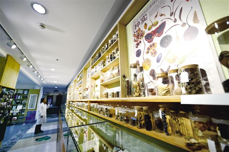 國(guó)家重要野生植物種質(zhì)資源庫(kù)辰山中心種子存量突破一億粒